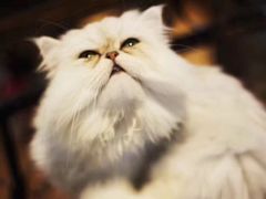 -more than meow吴止猫主题餐厅(承德 中船汇店)