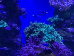 -上海海昌海洋公园