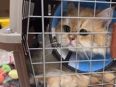 -米苏动物医院·犬猫专科·骨科外科内窥镜