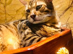 -more than meow吴止猫主题餐厅(承德 中船汇店)