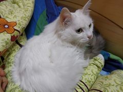 -华辉拉肠(同福店)