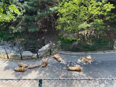 -大连森林动物园