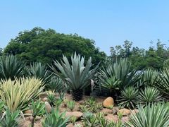 -深圳仙湖植物园