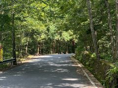 -天目山大树王景区