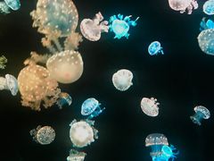 -欢乐海岸海洋奇梦馆