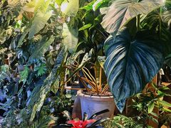 -自由生长植物工作室(深港花卉中心店)