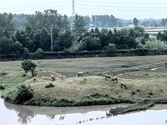 -溱湖国家湿地公园