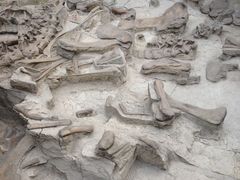 -自贡恐龙博物馆