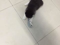 -翊宠yipet猫狗购宠庄园犬舍•猫舍