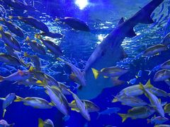 -海合安武汉极地海洋公园
