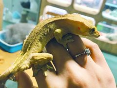 -藦茜花园宠物主题亲子互动体验馆(国顺东路店)