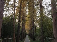 -同里国家湿地公园