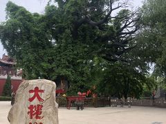 -大槐树寻根祭祖园