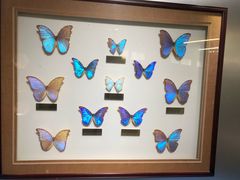 -上海昆虫博物馆