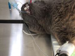 -关爱宠物医院·猫科中心·消化科(滨湖万达分院)