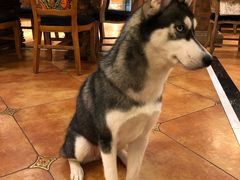 -more than meow吴止猫主题餐厅(承德 中船汇店)