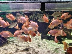 -太平洋海底世界