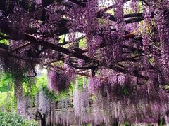 -嘉定紫藤园