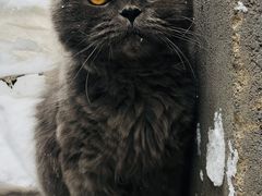 -宠爱国际动物医院· 猫科· 外科·中兽医(长白店)