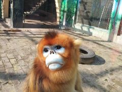 -西安秦岭野生动物园