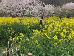 -苏州上方山国家森林公园