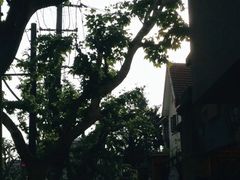 -璐坊粽王(复兴中路店)