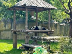-上海野生动物园