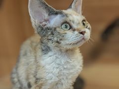 -猫十亿·布偶金渐层·曼基康矮脚猫舍(青年路店)