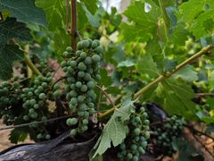 景点-北京张裕爱斐堡酒庄