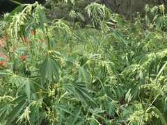 -国家植物园南园