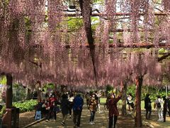 -嘉定紫藤园