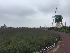-荷兰花海
