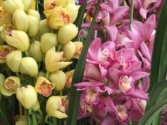 -松山湖梦幻百花洲