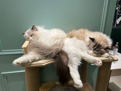 -安格丽娜·狗咖·猫咖羊驼咖(春熙路百盛商场店)