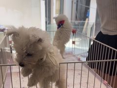 -翊宠yipet猫狗购宠庄园