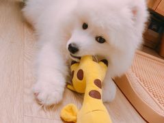 -翊宠yipet猫狗购宠庄园犬舍•猫舍