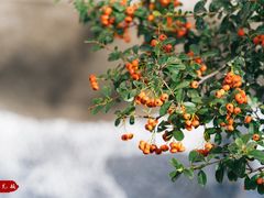 -观清澜疗愈民宿(龙泉山风景区店)