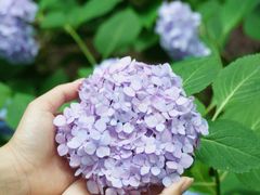 -上海滨江森林公园