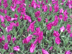 -上海鲜花港