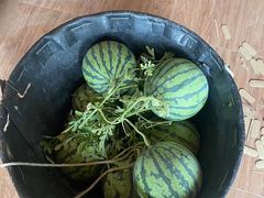 -南汇新场正宗水蜜桃采摘