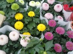 -三圣花乡旅游区