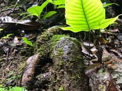 -西双版纳原始森林公园