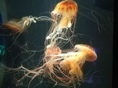 -成都浩海立方海洋公园