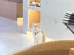-喵园·猫主题咖啡厅·撸猫·猫咖(国贸店)