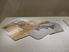-衢州市博物馆