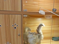 -猫十亿·布偶金渐层·曼基康矮脚猫舍(青年路店)