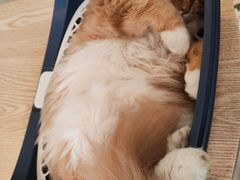 -平行世界·猫咖(首经贸店)
