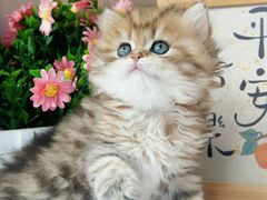 -小猫来了·猫舍(红山六九七九店)