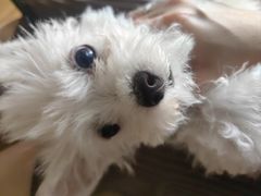 -安安宠医宠物医院·异宠·犬猫内科(岳阳分院)
