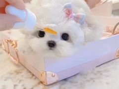 -萌宠之家·腊肠犬·马尔泰·小体犬舍